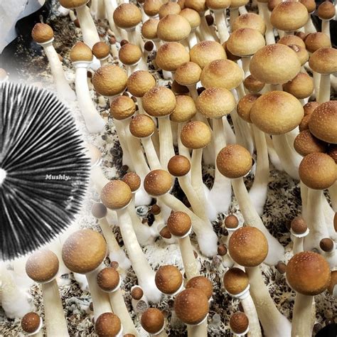 Buy magic mushroom spore prints online